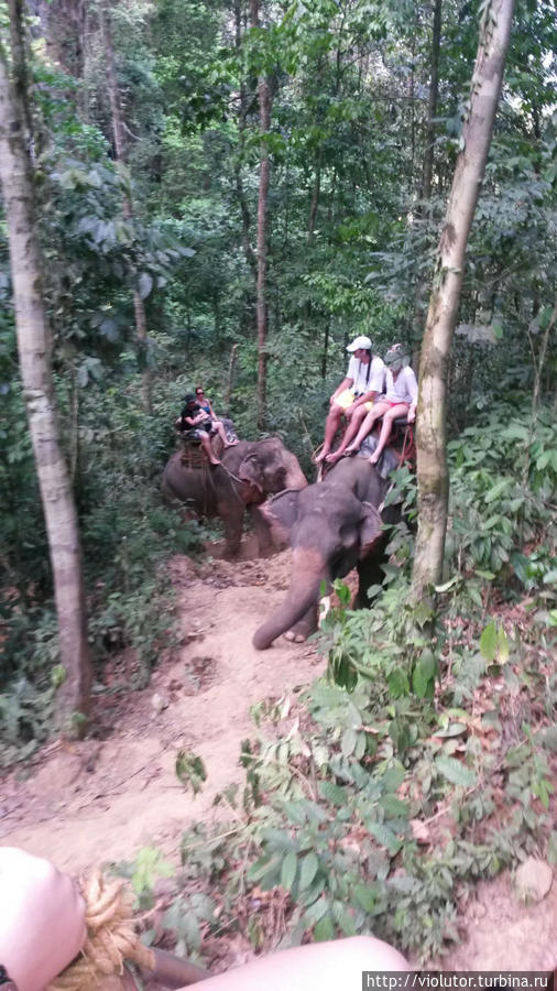 Слоны и джунгли день чудесный! Пхукет, Таиланд