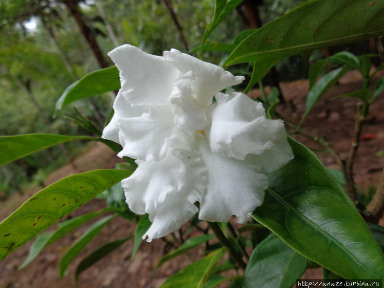 Цветок чирик сананго. Это Цветок чирик сананго. Это