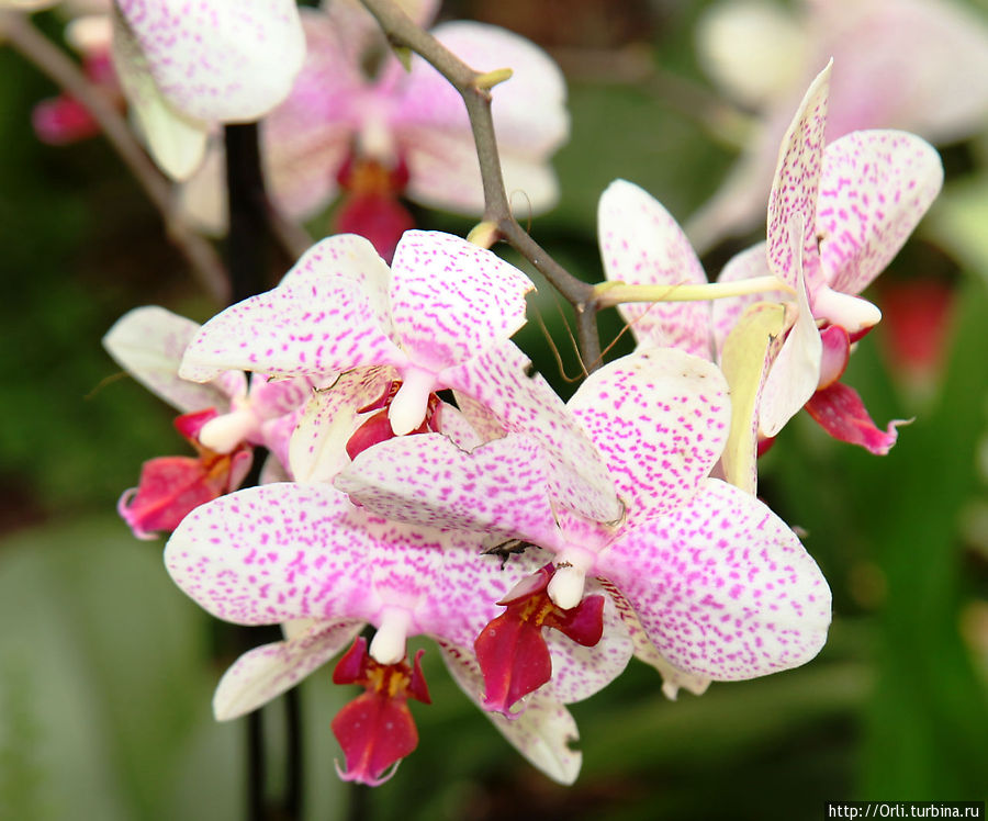 Мир орхидей и природы Бахан, Израиль