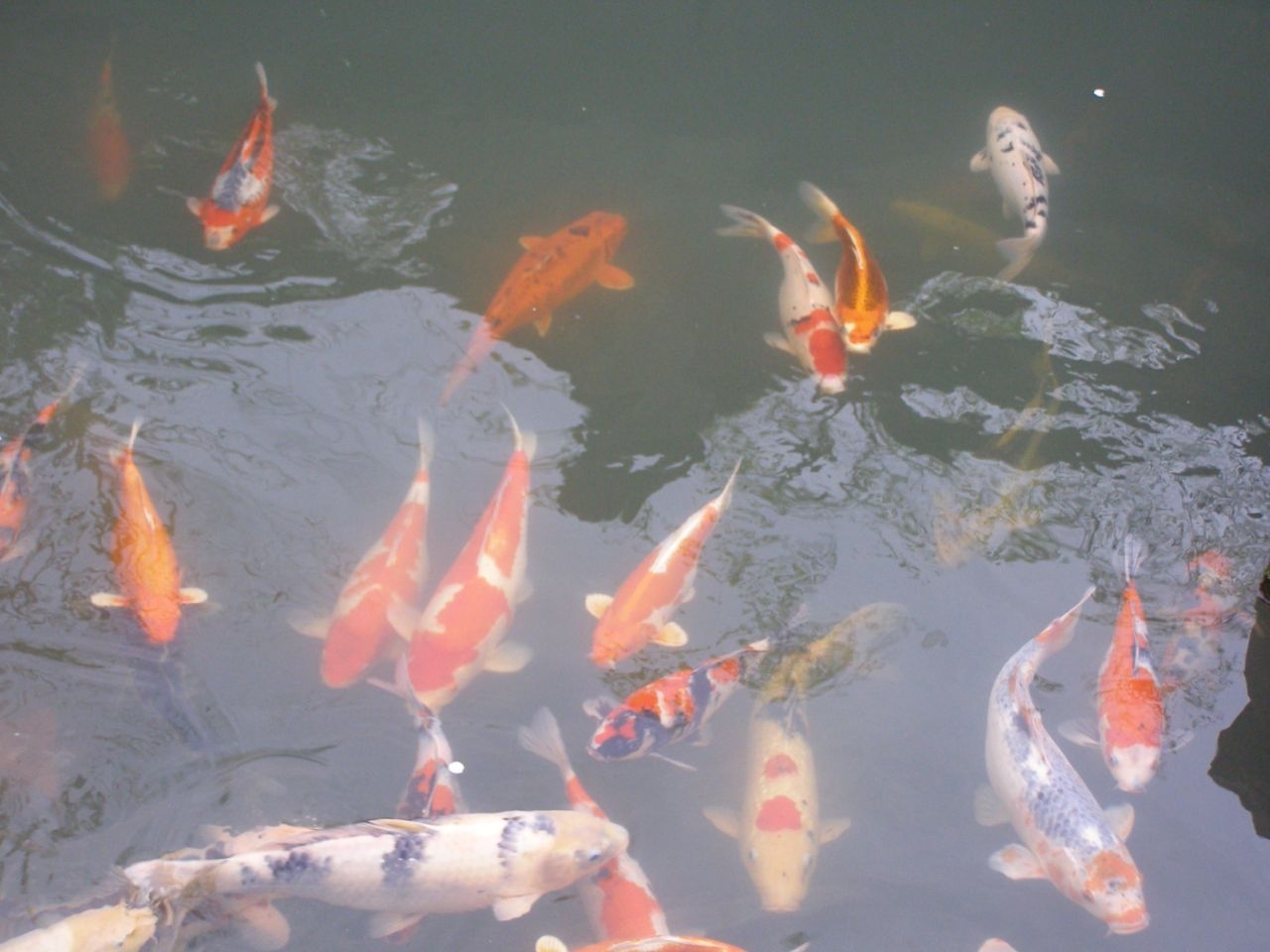 Вот еще одно удивление — во всех больших храмах в водоемах плавают жирные карпы. Японцы считают их священными, рыба речная, они едят ее один раз в год на Новый год, изготавливая по специальной рецептуре. В обычной жизни они едят только морских обитателей. Токио, Япония