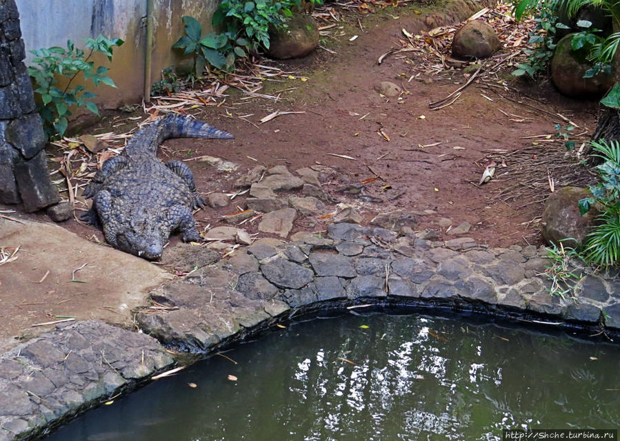 пообщавшись с черепахами, проходим мимо неподвижных крокодилов. жаль, что с ними так пообщаться проблематично... Ля Ваний Резерв де Маскарен (природный парк), Маврикий