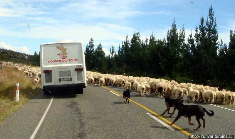 Вот она — дорожная пробка тысяч из овец! Фьордленд Национальный Парк, Новая Зеландия