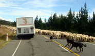 Вот она — дорожная пробка тысяч из овец!