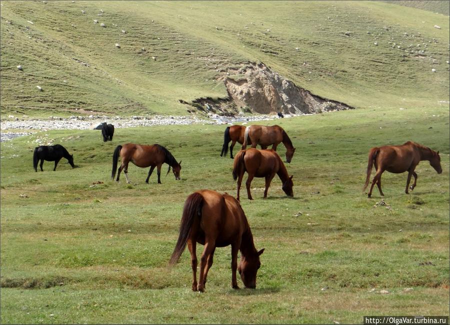 Осенью уже редко встретишь скот, его перегнали ниже, остались лошади Чуйская область, Киргизия