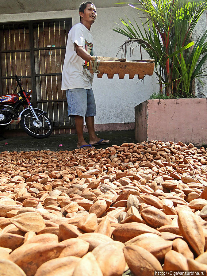 Чтобы хорошенько просушить орехи, их нужно постоянно переворачивать вот такими деревянными граблями Булусан, Филиппины