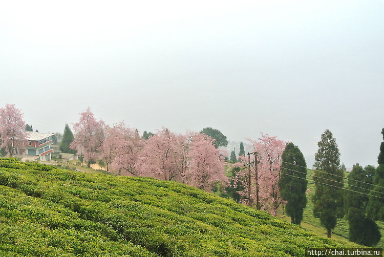Чайные плантации и цветущ