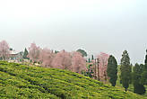 Чайные плантации и цветущая в октябре вишня