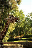 Красавчик-жираф, один из 5 или 6 особей