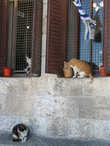 Иерусалимские кошки