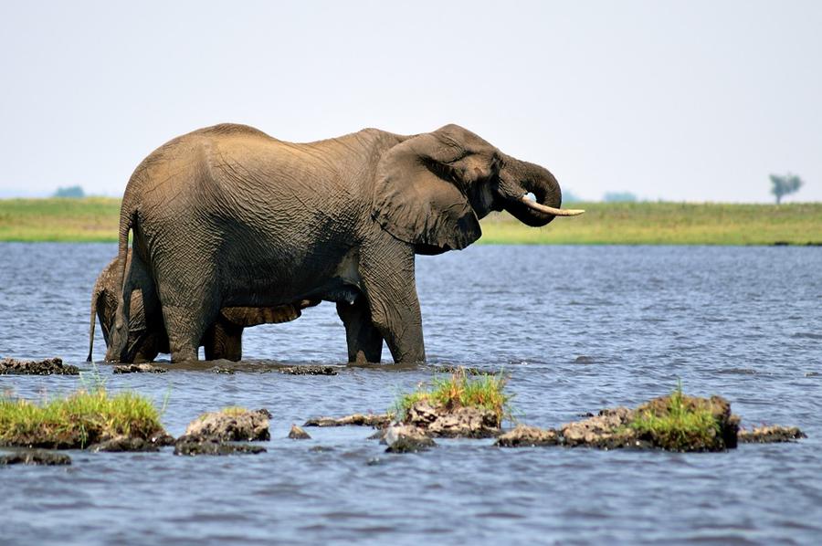 Слон и слоненок Национальный парк Чобе, Ботсвана