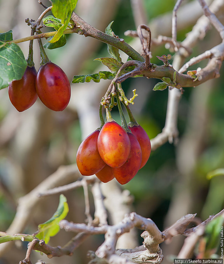 Томатная маракуя, своеобразные плоды со вкусом томатов :) Вила-Франка-ду-Кампу, остров Сан-Мигел, Португалия