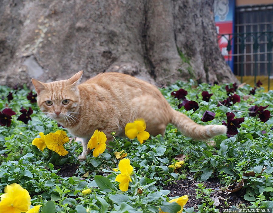 котейка какает на клумбе рядом с Ulucami котейка какает на клумбе рядом с Ulucami