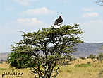 White-headed Vulture