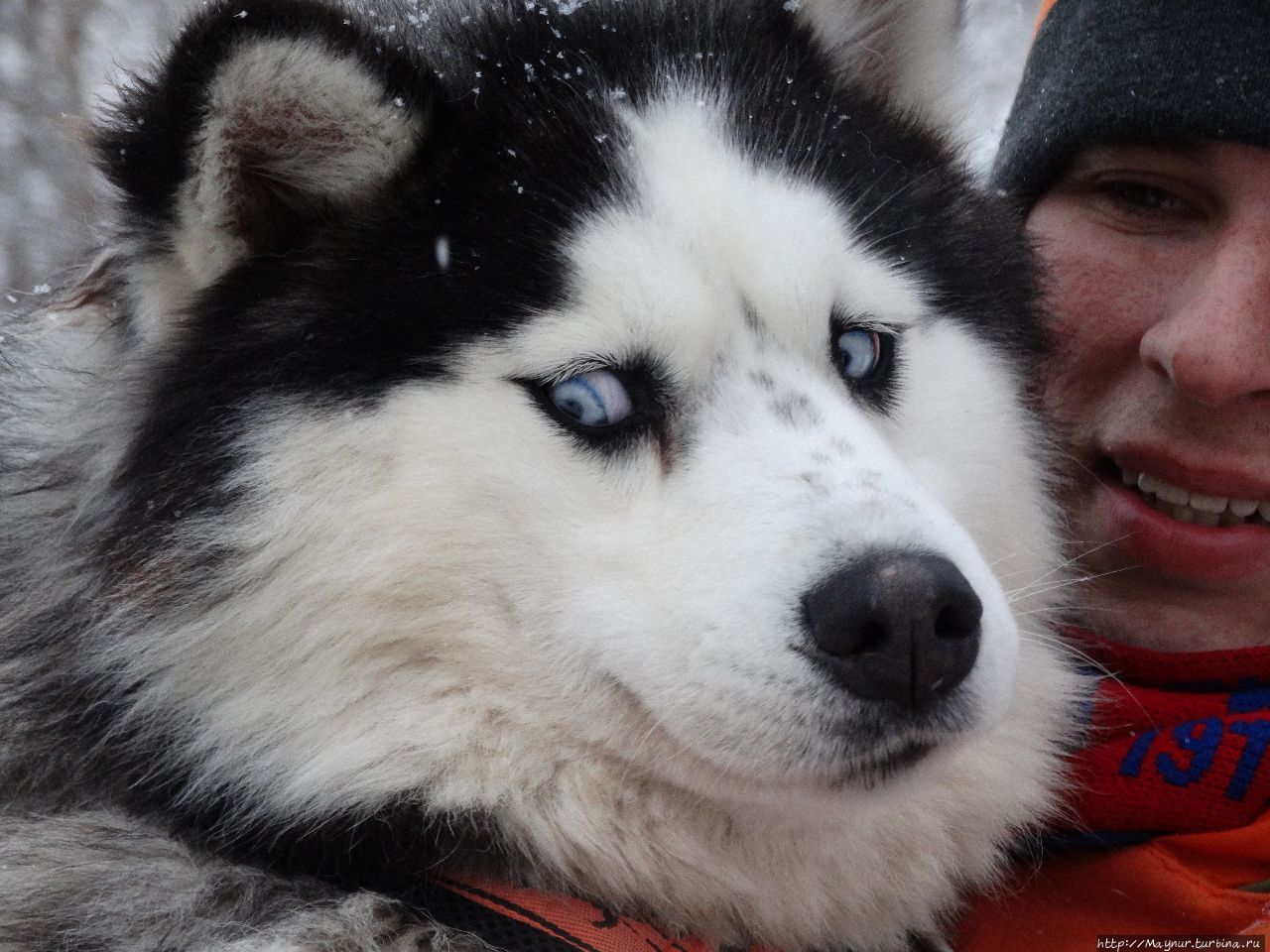 Олени хорошо, но собаки лучше Южно-Сахалинск, Россия