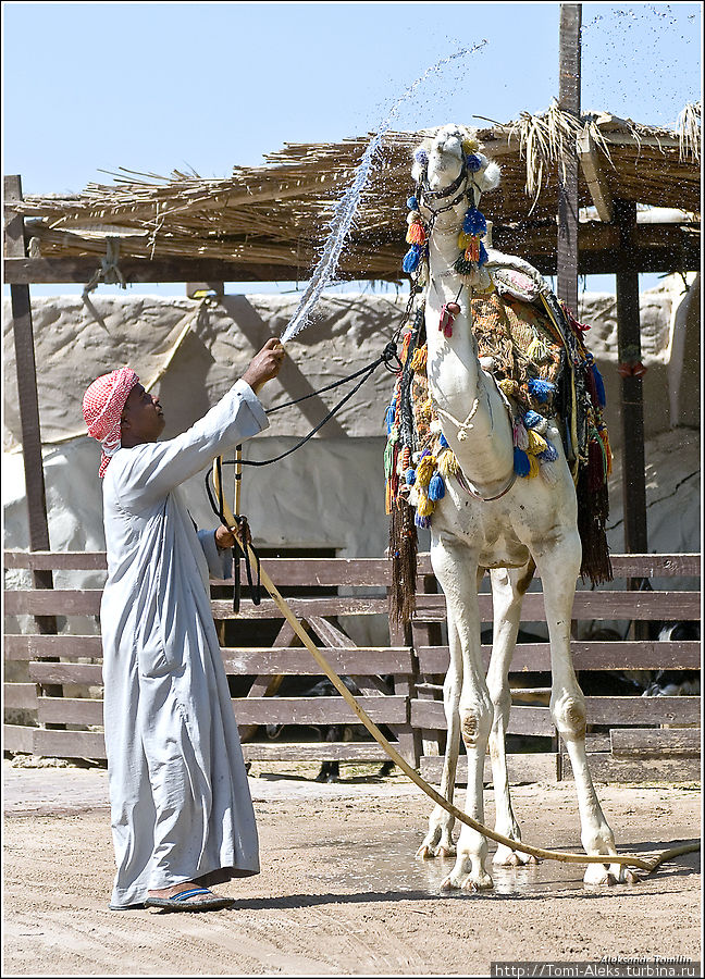 С удовольствием наблюдали, как бедуин купает своего верблюда. Представляю, какое блаженство в такую-то жару. Верблюд позволял купать себя с важным и несколько отсутствующим видом. Но видно было, что ему этот процесс нравится...
* Хургада, Египет