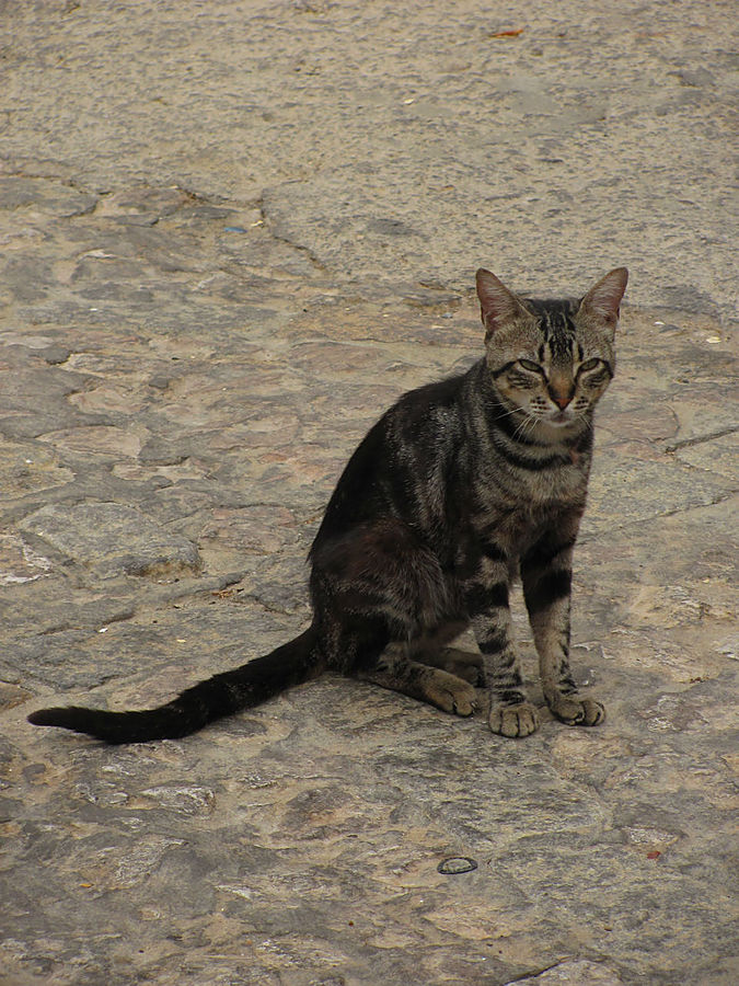 Местность становится сильно пересечённой, карабкаемся в горку и попадаем в район полутрущоб, где нас встречает местный кошак. Местность становится сильно пересечённой, карабкаемся в горку и попадаем в район полутрущоб, где нас встречает местный кошак.