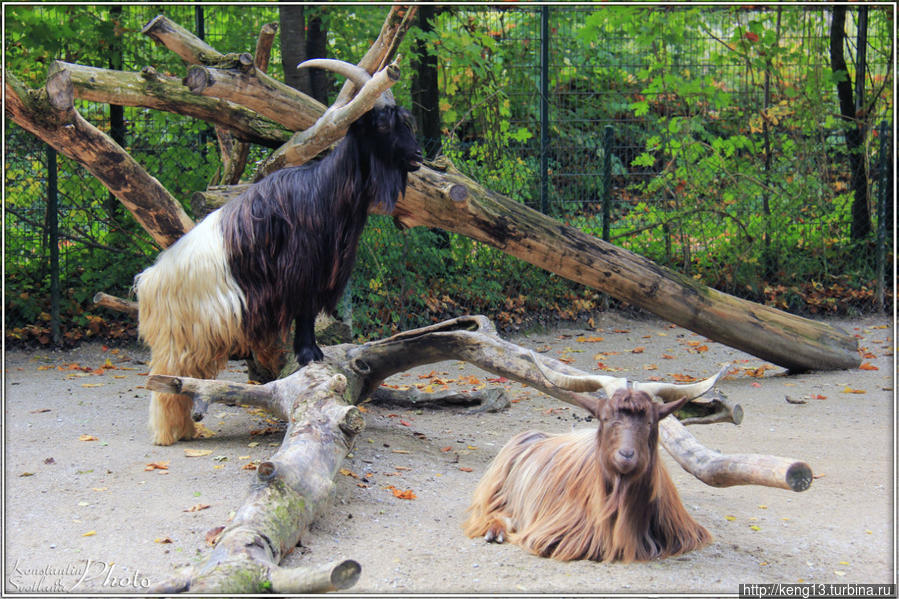 Зоопарк Мюнхена – эпицентр позитивных впечатлений Мюнхен, Германия