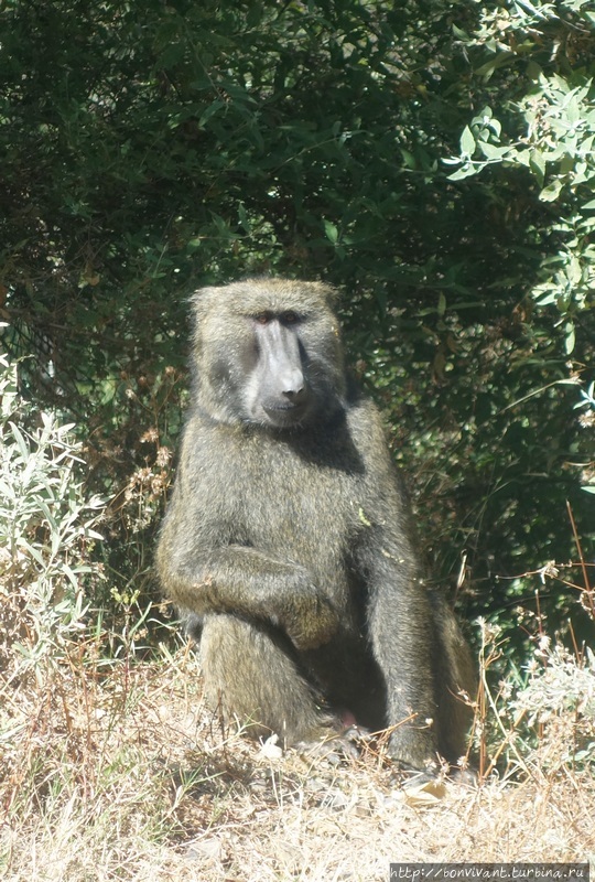 Бабуин у дороги Эфиопия