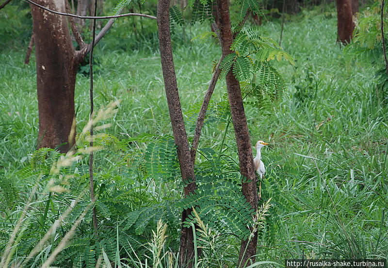 Дорога через болото — пальмы, сейба, тростники Мадруга, Куба