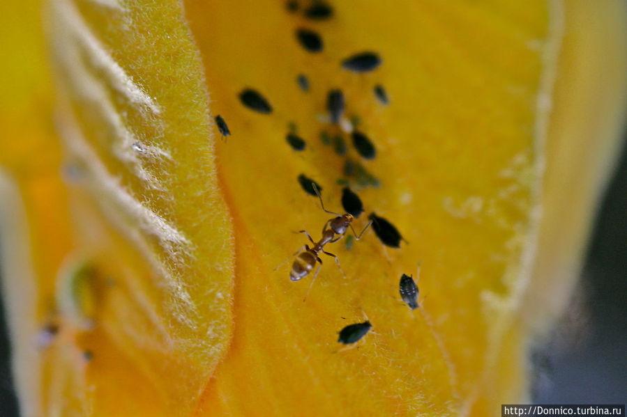 Искусы и гибискусы Каталония, Испания Искусы и гибискусы Каталония, Испания