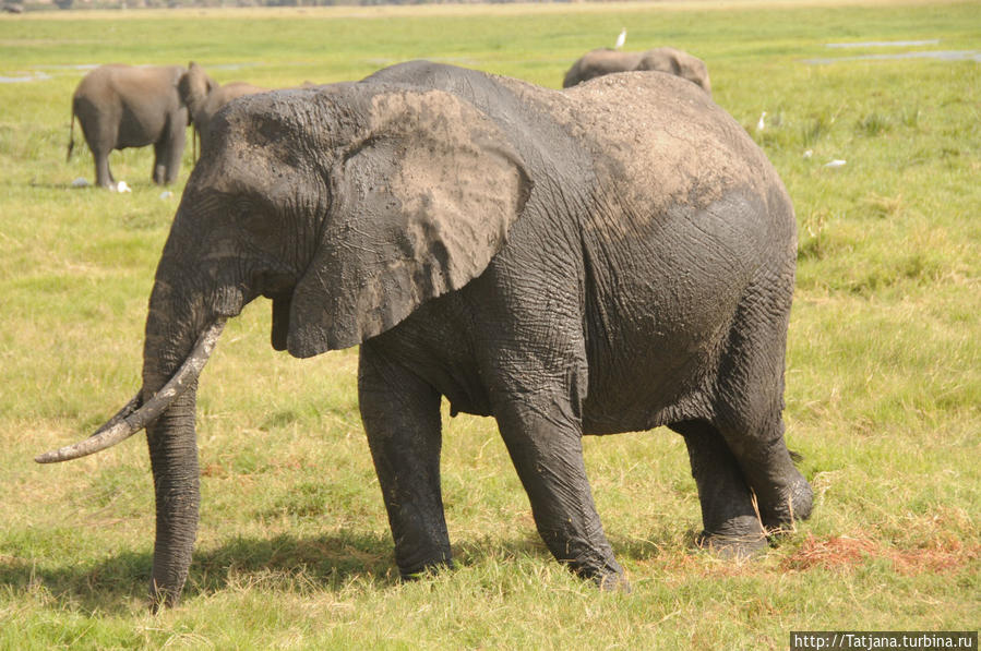 Борьба слонов за самку в парке Амбосели Амбосели Национальный Парк, Кения