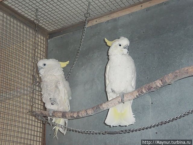Желтохвостый попугай. Южно-Сахалинск, Россия