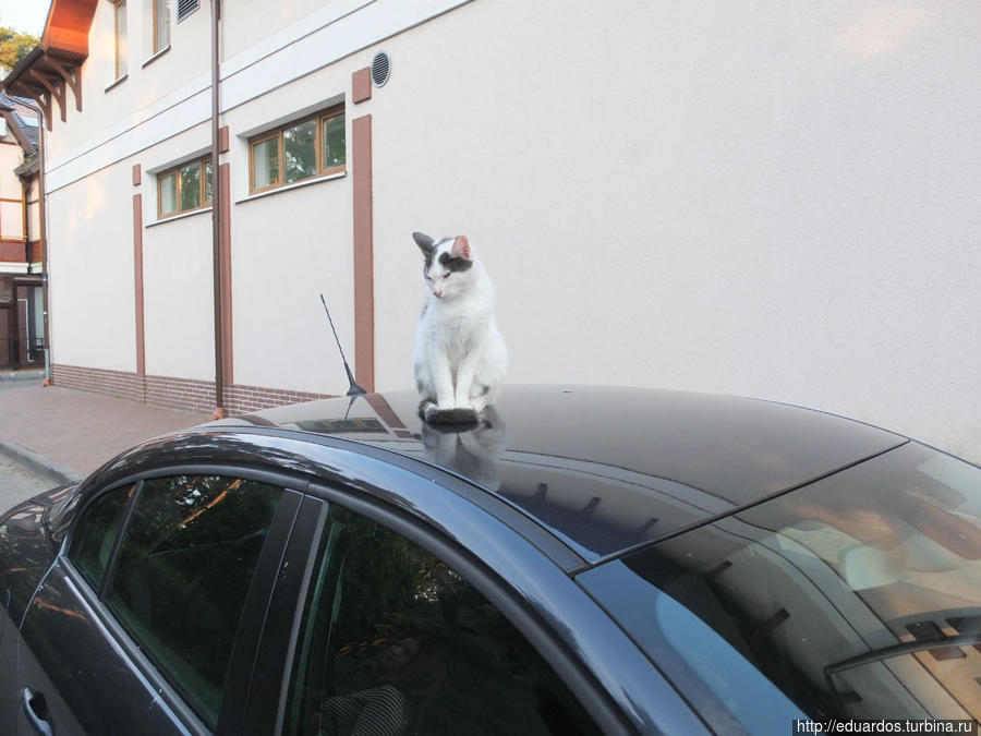 Мурчащие коты, яркие и не очень))) Санкт-Петербург, Россия