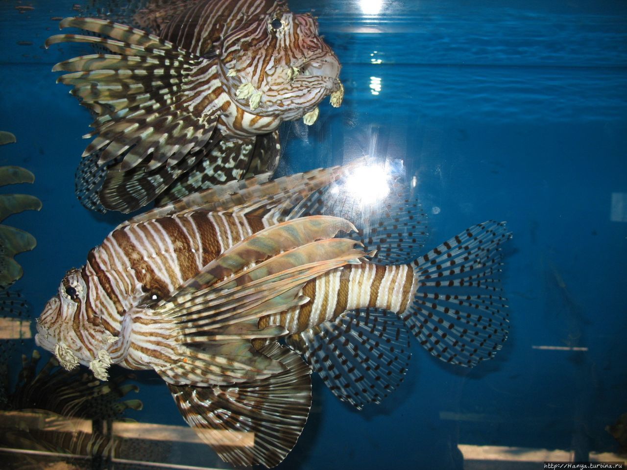 г.Нячанг. Океанографический музей. Рыба-скорпион Нячанг, Вьетнам