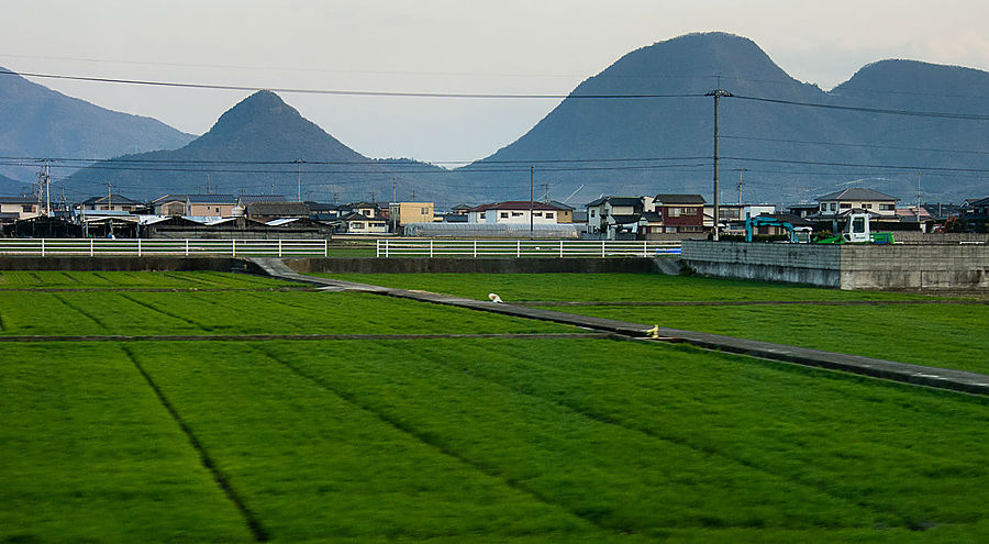 Какие-то поля пустые, на каких-то уже что-то активно зеленеет. Префектура Кагава, Япония