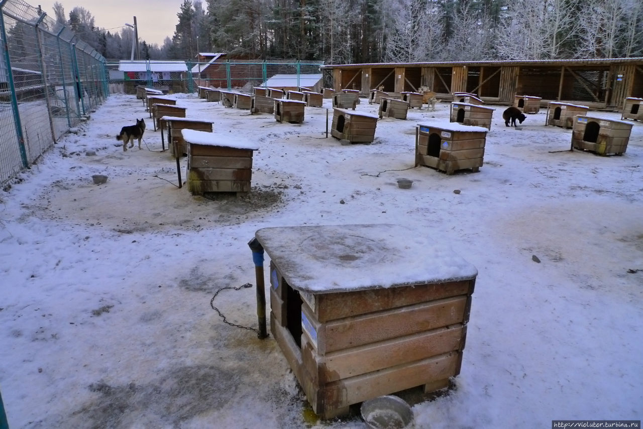 Петрозаводск, катание на собачьих упряжках Петрозаводск, Россия