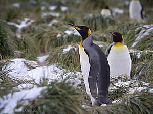 пингвины к ленину приходят 
и из котомок достают 
тут наши бабы вождь собрали 
снежков домашненьких тебе