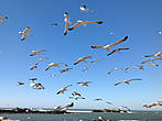 Чайки кружат над рыбацким портом и воруют рыбу у рыбаков