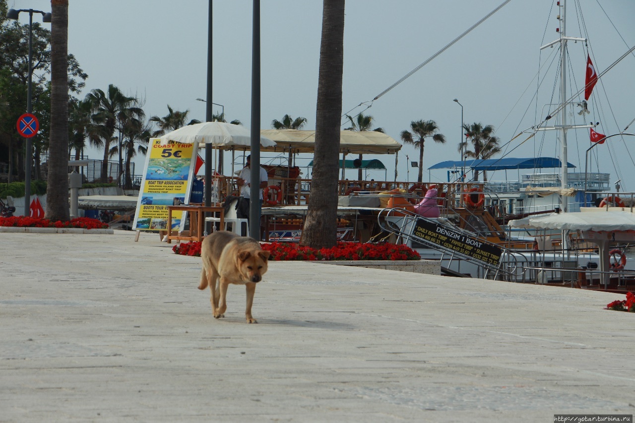 Маковый цвет турецкого берега Сиде, Турция Маковый цвет турецкого берега Сиде, Турция