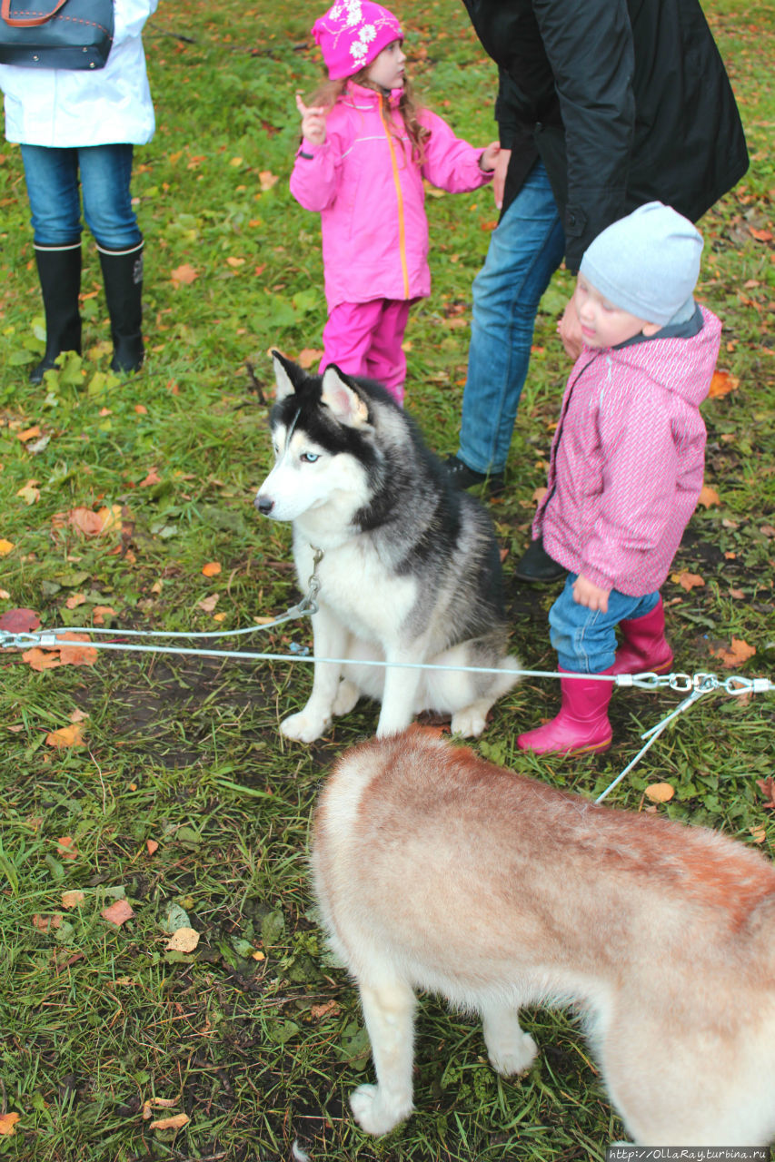 А туристическая компания Karjala Park привезла на праздник своих дружелюбных питомцев — собак породы хаски. Собачье семейство вовсю обнималось с ребятами и взрослыми. Петрозаводск, Россия