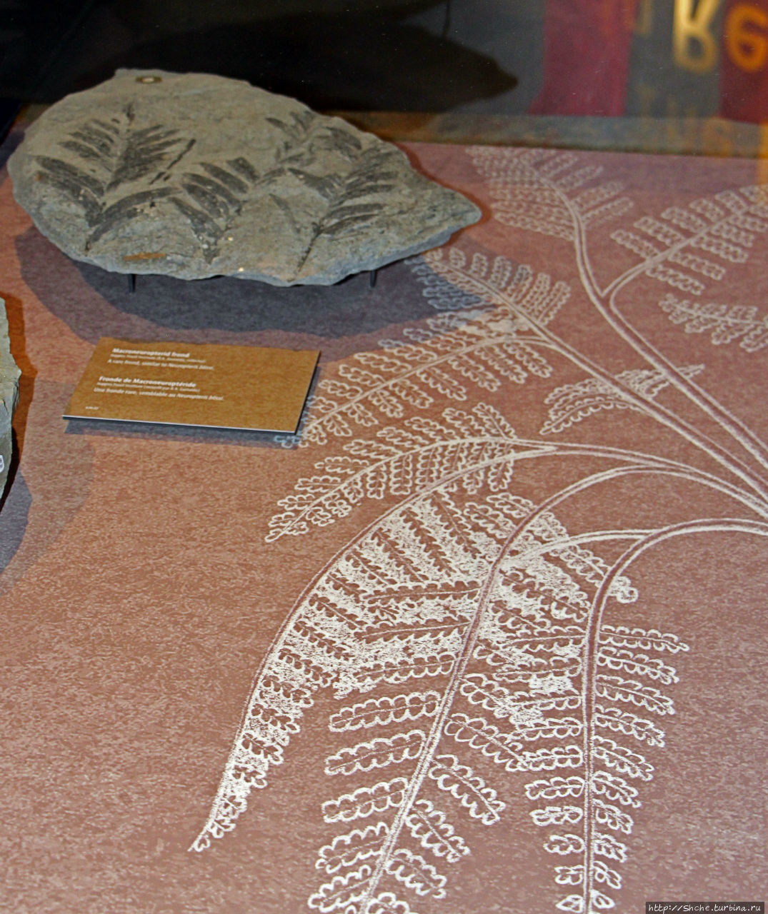 Скалы с окаменелостями в Джоггинсе Джоггинс, Канада