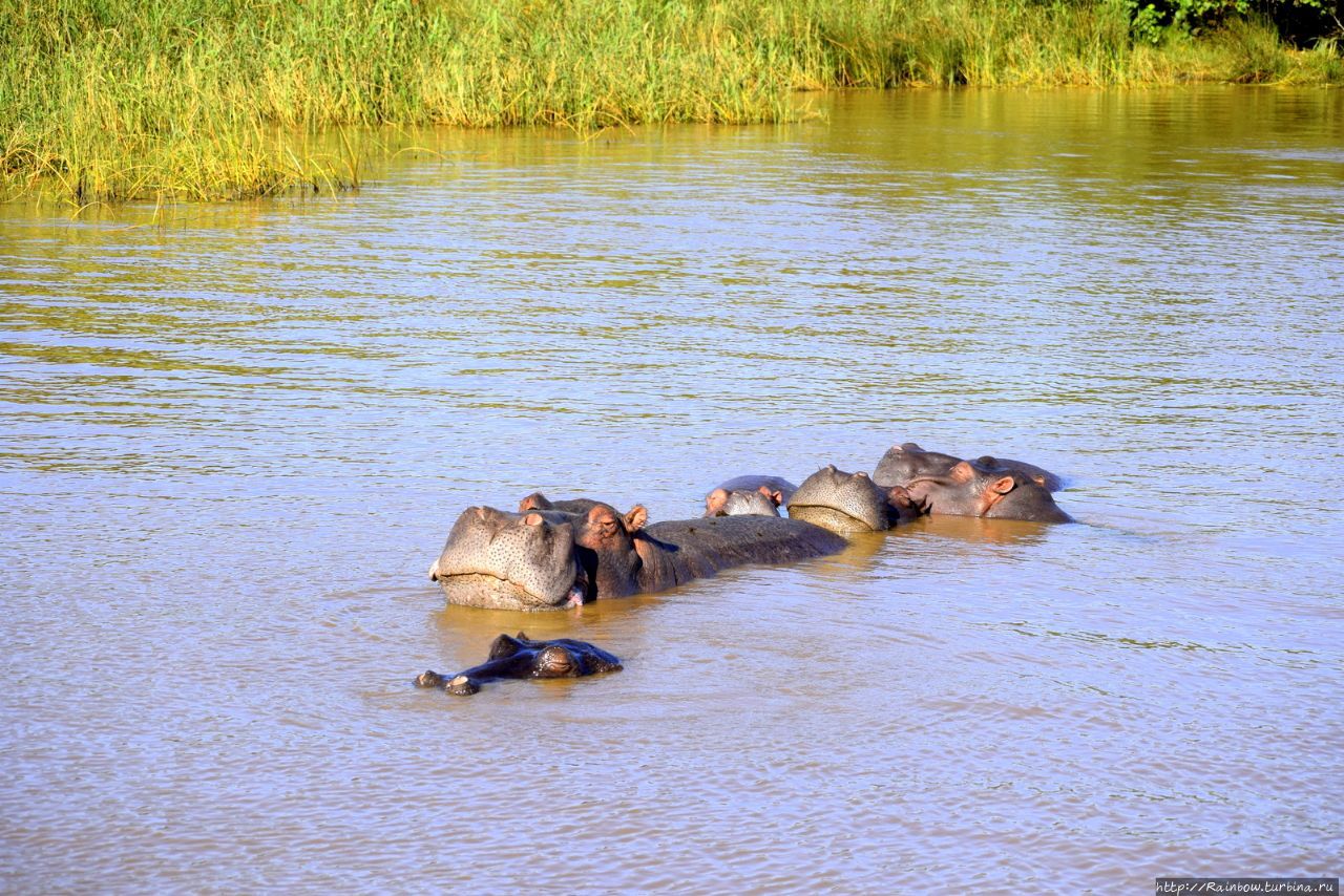 Страусы и бегемоты Шлушлуве-Умфолози Национальный Парк, ЮАР