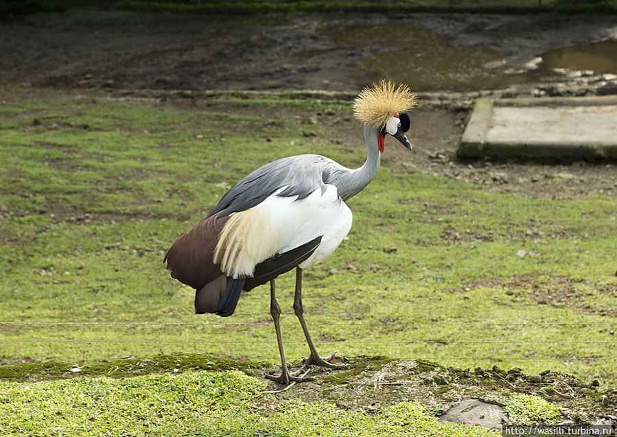Венценосный журавль. Венценосный журавль.