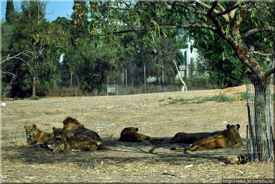 Ленивая львиная сиеста Рамат-Ган, Израиль