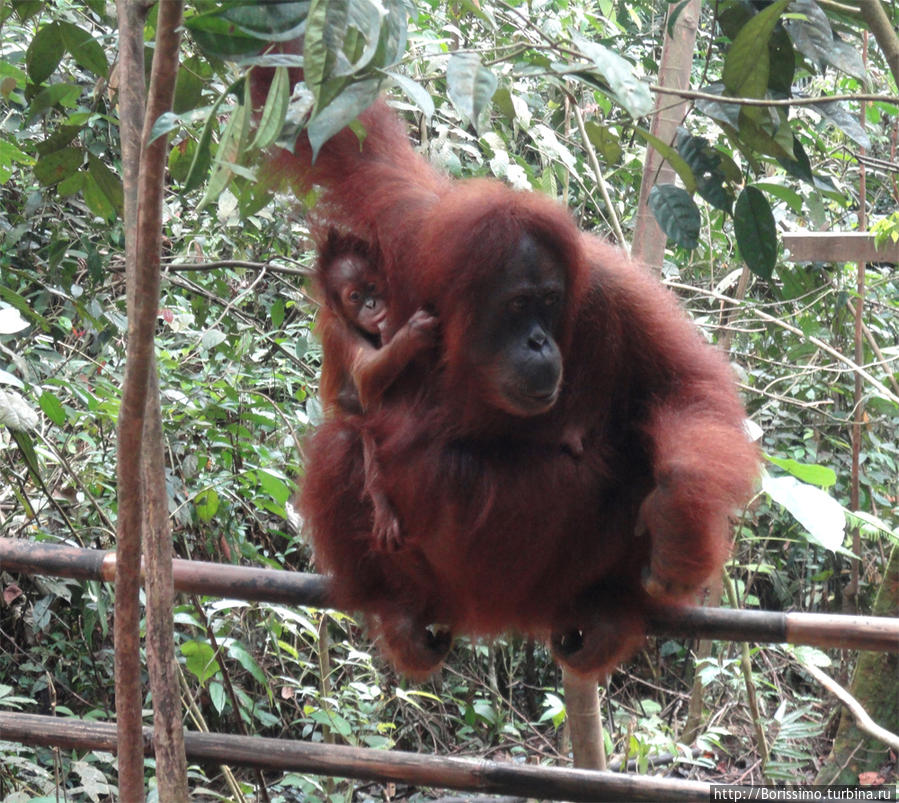 Первая встреча с орангутангами. Мамаша скромно ждёт вкусного подарка. Индонезия