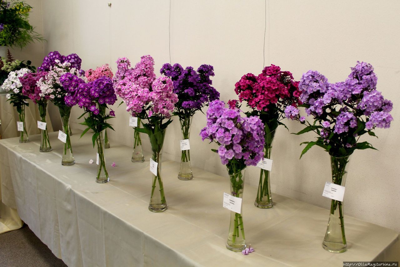 Справа во втором ряду: фиолетовый — Оптимист, розовый — Лезгинка. В первом ряду — Зазеркалье. Санкт-Петербург, Россия