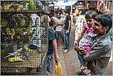 Попугаи на рынке. Здесь всегда много детей с родителями. И что интересно, такие вот попугаи в индийских городах летают прямо на воле — особенно внутри всяких достопримечательностей, типа фортов, где можно вольготно свить гнездо...
*