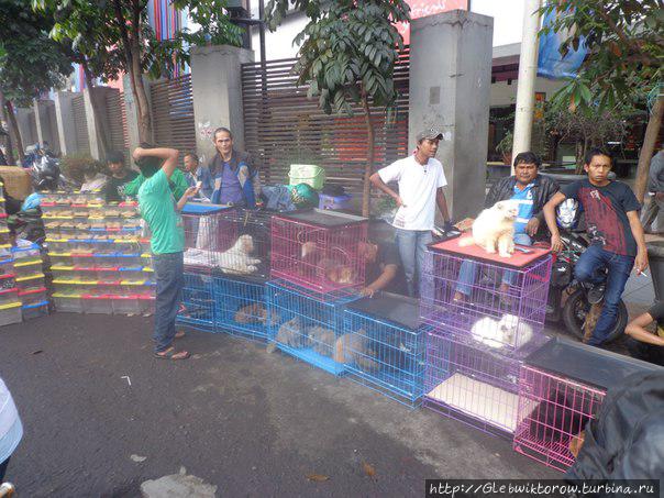 Animal market Бандунг, Индонезия