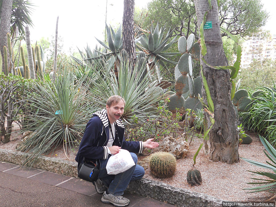 Настоящая кактусовая вакханалия в Экзотическом саду. Представлено  более 700 видов кактусов. Монако-Вилль, Монако