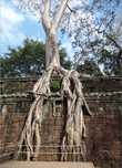 Самое популярное и изящное дерево Та Прома