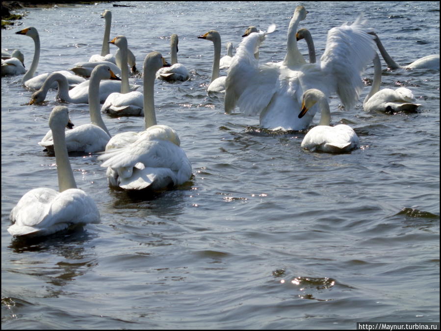 Пусть летят по небу лебеди... Южно-Сахалинск, Россия Пусть летят по небу лебеди... Южно-Сахалинск, Россия