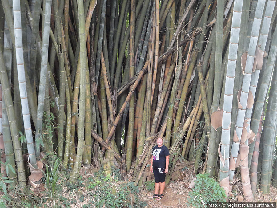Бамбуковые заросли в Королевском саду. Бентота, Шри-Ланка