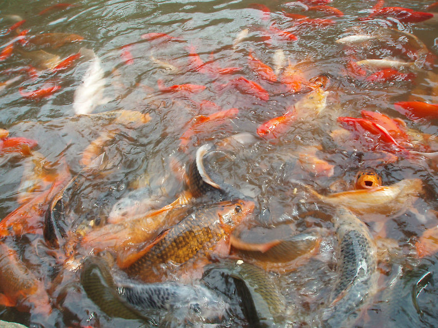 Колосс в Лешане Лешан, Китай Колосс в Лешане Лешан, Китай