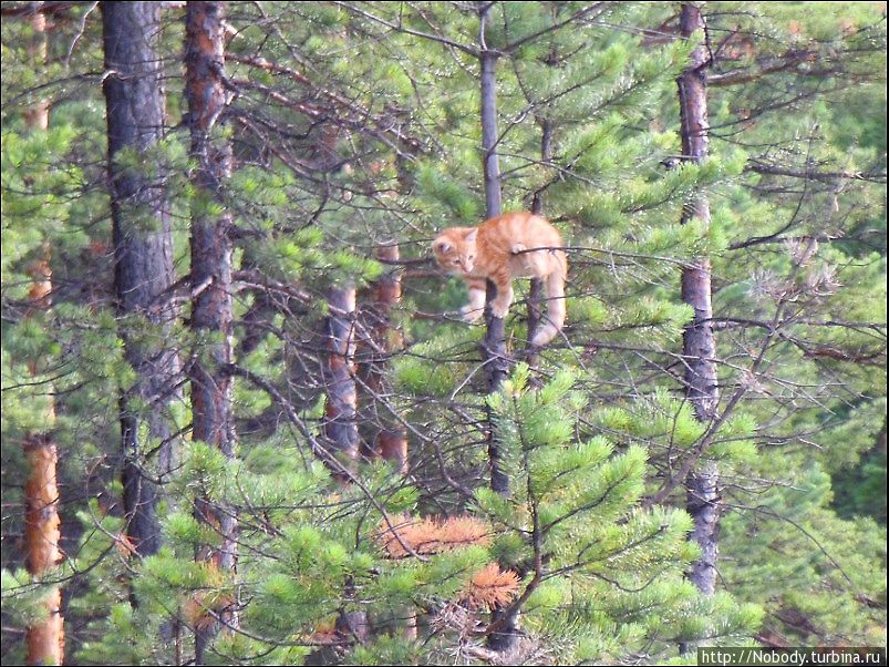 Размещенное изображение