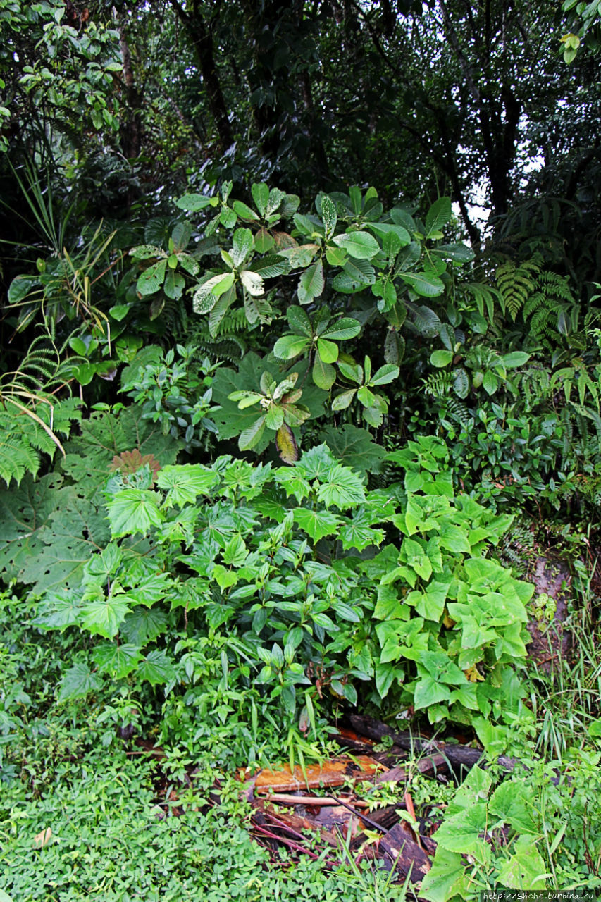 На радость ботаников: по экваториальному лесу в Эквадоре