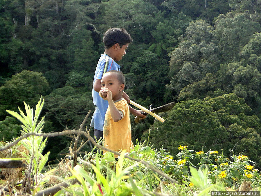 Ребятишки и сами были не прочь полакомиться этими стеблями Остров Минданао, Филиппины